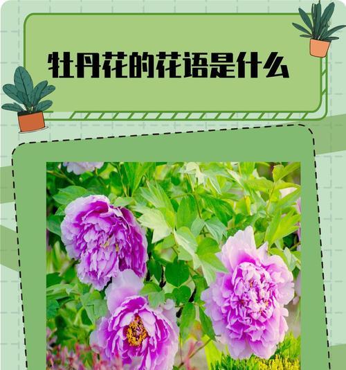 花觅花语是什么意思？它代表了什么？