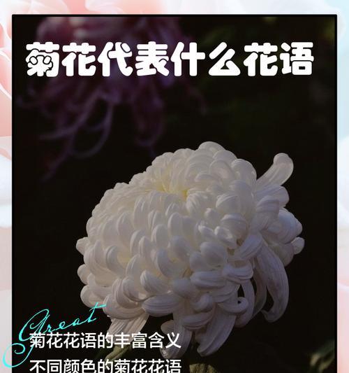 花觅花语是什么意思？它代表了什么？