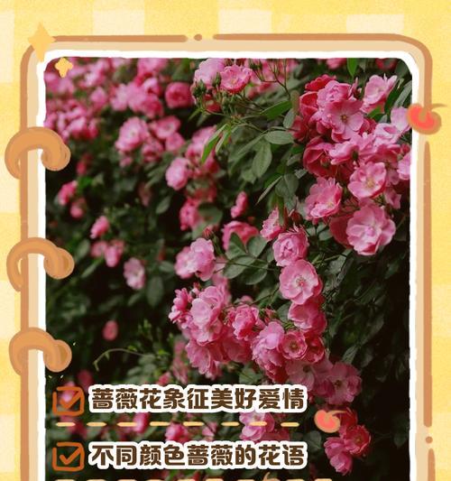 花觅花语是什么意思？它代表了什么？