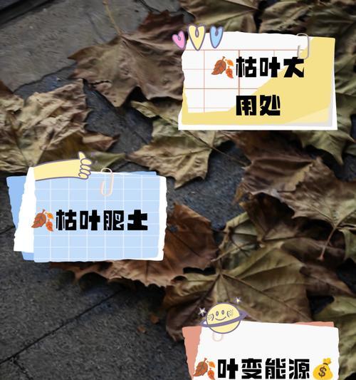 枯叶中隐藏的花象征着什么？隐藏在枯叶中的花代表了什么含义？