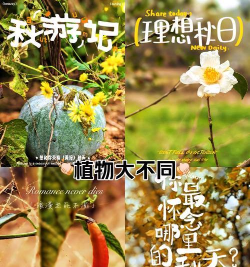 枯叶中隐藏的花象征着什么？隐藏在枯叶中的花代表了什么含义？