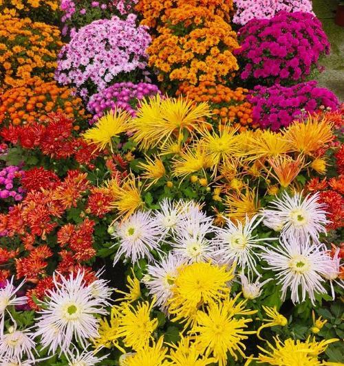 花菊花的寓意是什么意思？它在文化中的地位？