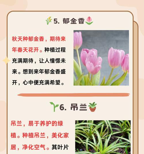 花菊花的寓意是什么意思？它在文化中的地位？