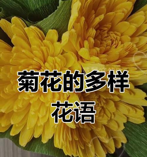 花菊花的寓意是什么意思？它在文化中的地位？
