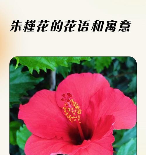 热情花朵的花语含义是什么？热情的花代表什么？