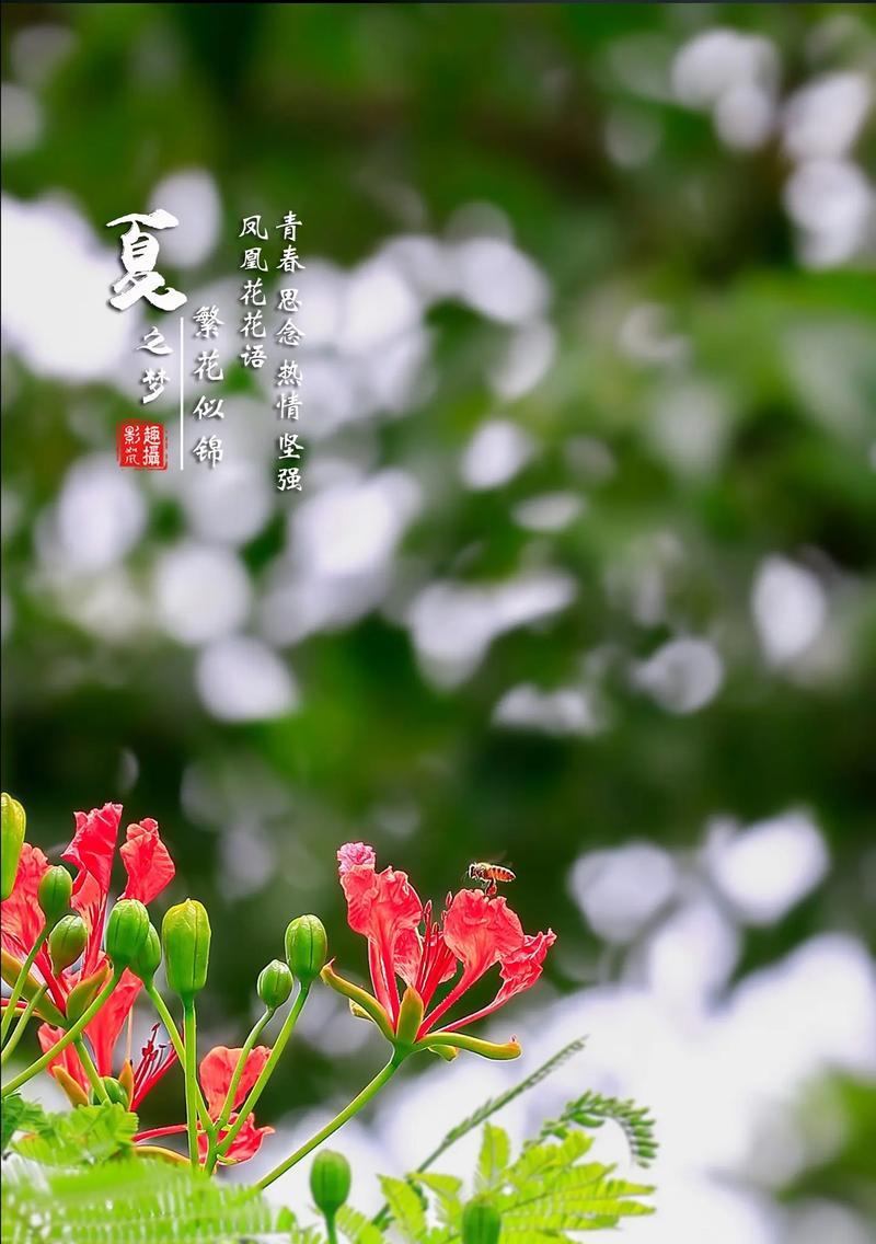 热情花朵的花语含义是什么？热情的花代表什么？