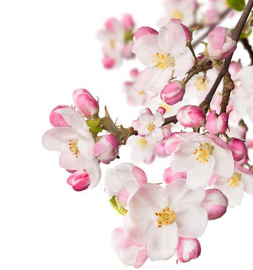 白樱花代表了哪些意义？