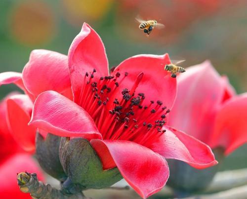 木棉花的花语是什么？木棉花代表的寓意是什么？