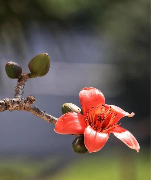 木棉花的花语是什么？木棉花代表的寓意是什么？