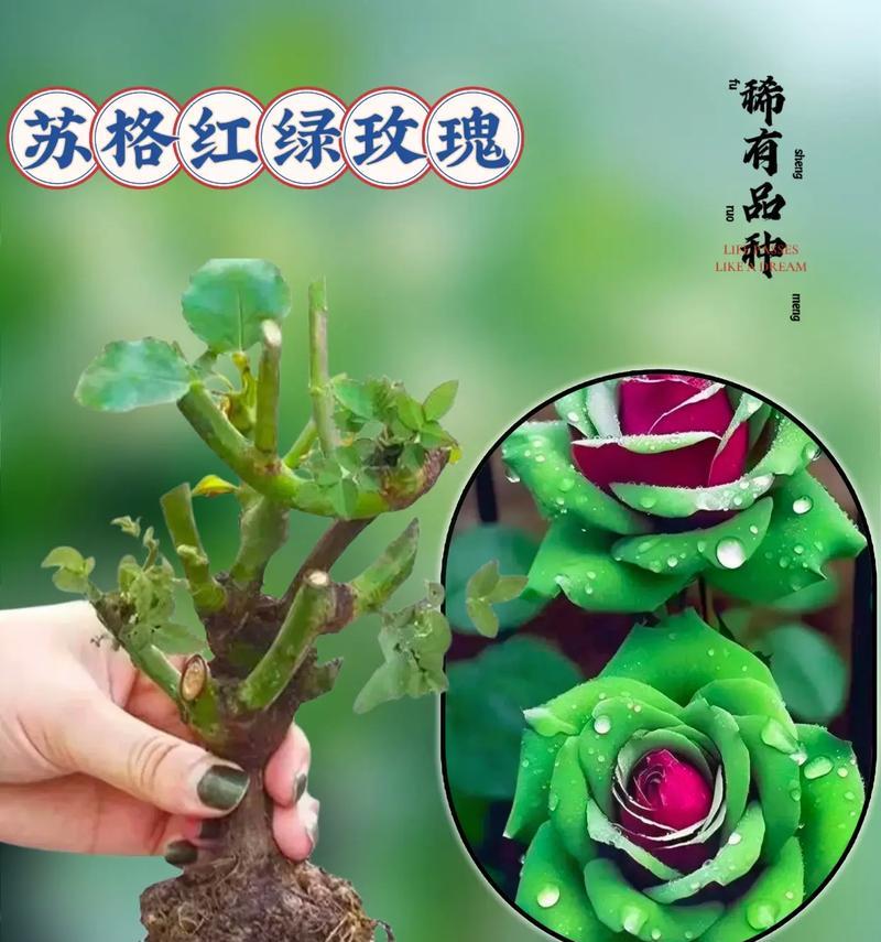 绿色花品种寓意特别吗？有哪些含义？