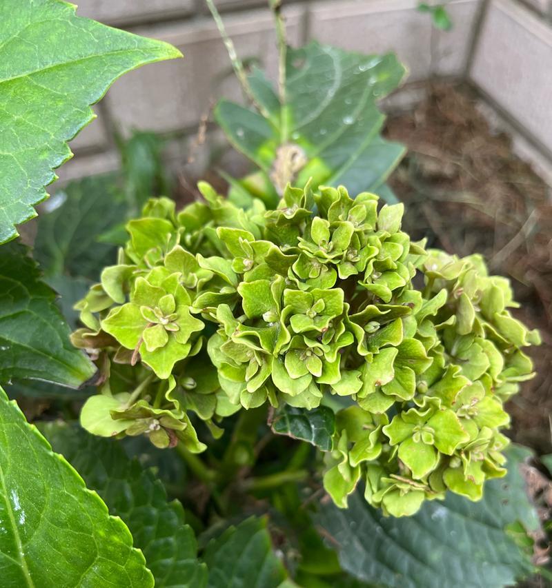 绿色花品种寓意特别吗？有哪些含义？