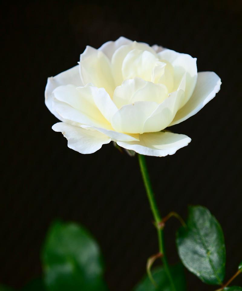 独立象征的盘花有哪些？它们的寓意是什么？