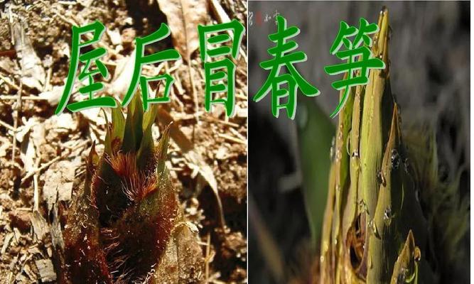 鸡冠花螳螂的含义是什么？它象征着什么？