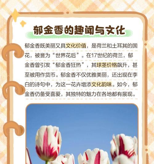 郁金香的含义是什么？