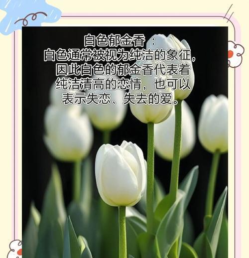 郁金香的含义是什么？