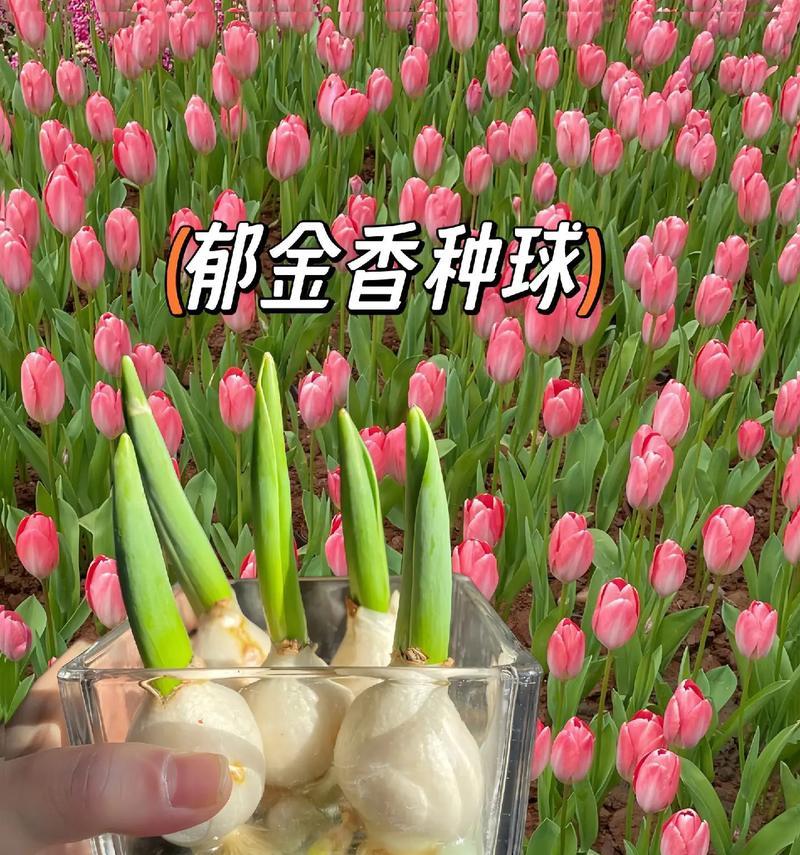 郁金香的含义是什么？
