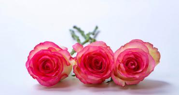 红袖玫瑰花语含义是什么？