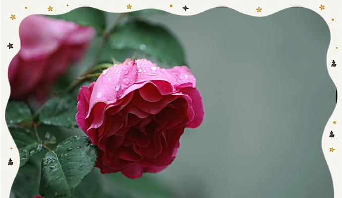 纯洁花语分别是什么？