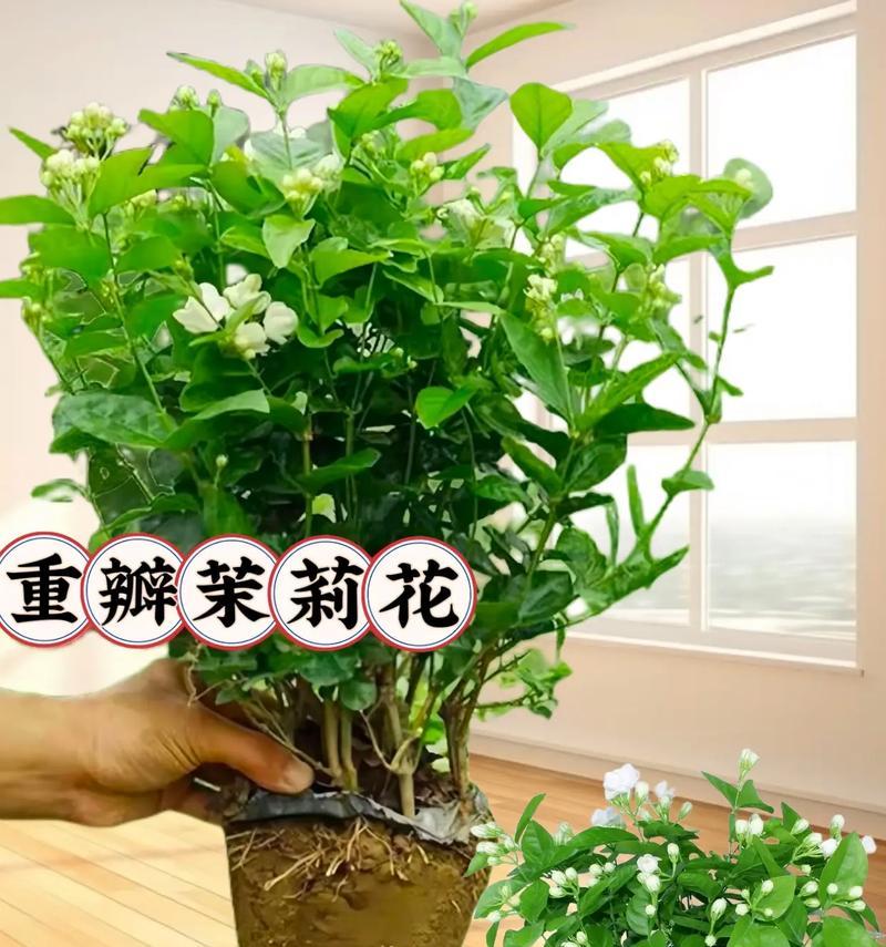 纯洁花语分别是什么？