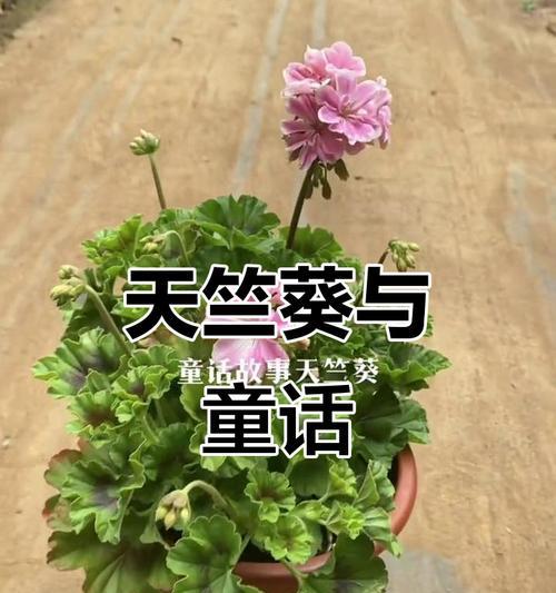童话故事里的花代表什么？