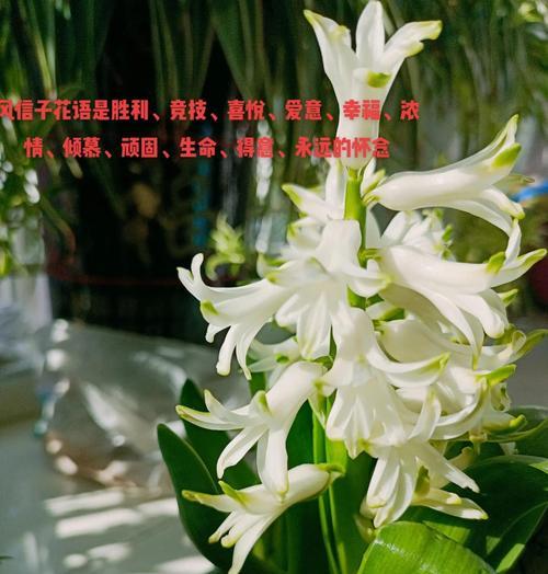 暗恋的花语是什么？哪种花代表了暗恋？