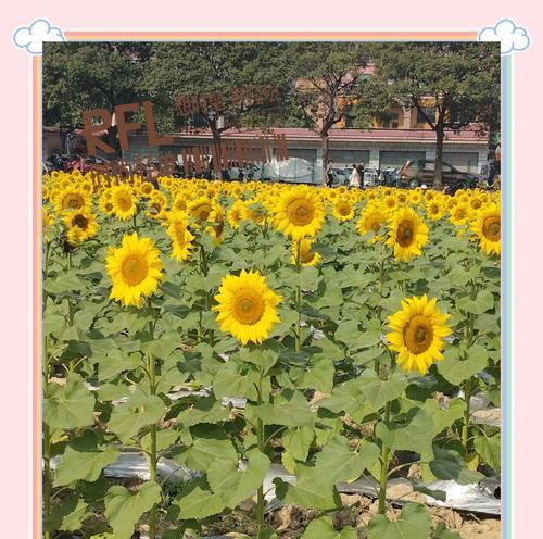 暗恋的花语是什么？哪种花代表了暗恋？
