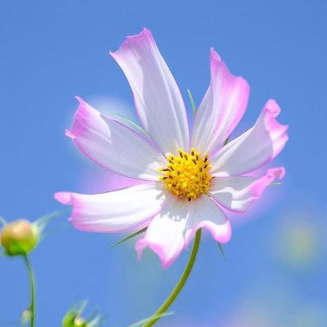 竹节花的象征意义是什么？它在文化中有什么特殊地位？