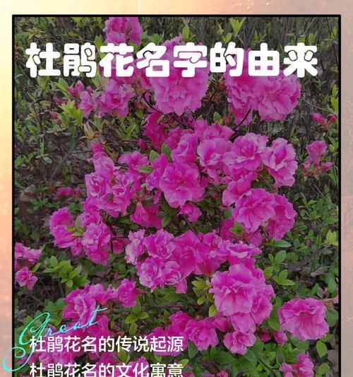 花的寓意及其起源是什么？