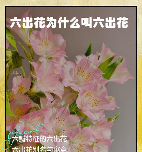花的寓意及其起源是什么？