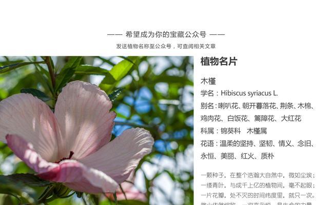 白银风铃花的象征意义是什么？