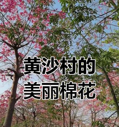 木绵花的含义是什么？木绵花象征着什么？