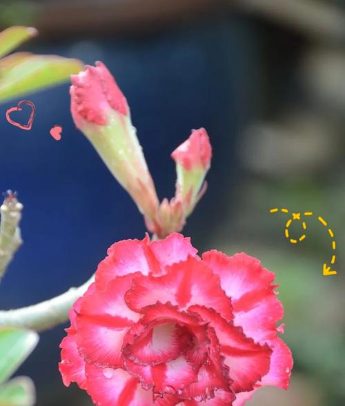 寓意友情爱情的花有哪些？它们各自代表什么？