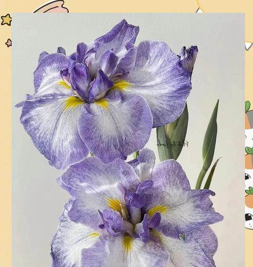 寓意友情爱情的花有哪些？它们各自代表什么？