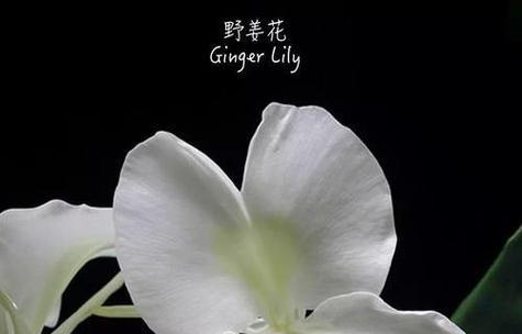 哪种花的花语是等我？它代表等待的含义是什么？