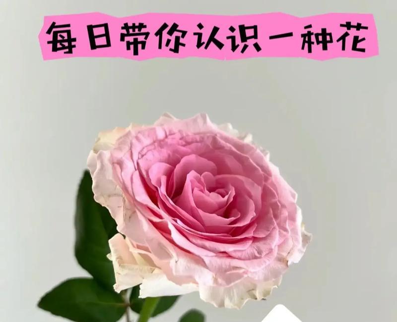 哪种花的花语是等我？它代表等待的含义是什么？