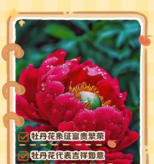 花的象征意义有哪些摘抄句子？哪些句子代表花的象征意义？