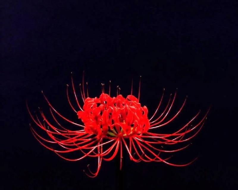 什么花代表失望的含义是什么？这些花传达了什么信息？