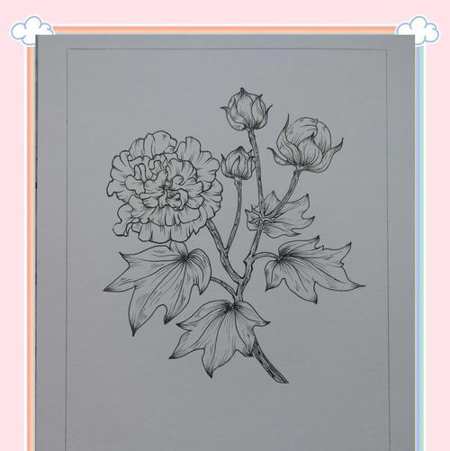 芙蓉花的花语是什么？它象征着怎样的意义？