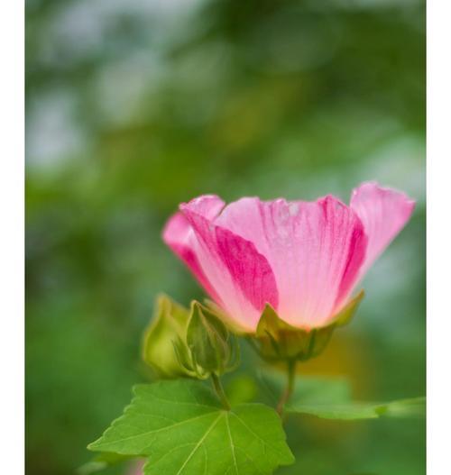 芙蓉花的花语是什么？它象征着怎样的意义？