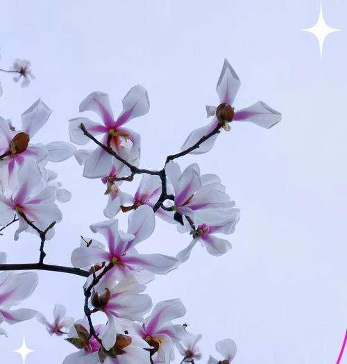 哪些花具有积极的寓意？