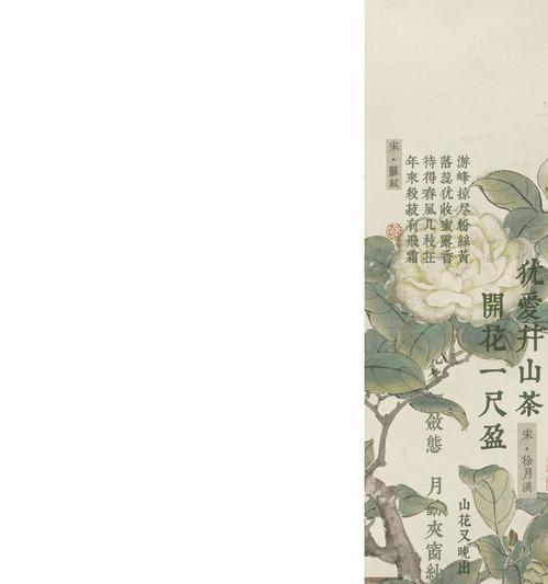 白山茶的花语是什么？它的寓意有哪些？