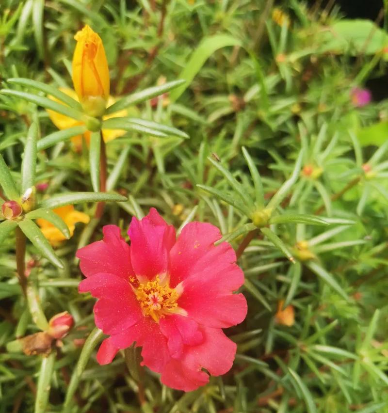 等待和期望的花卉象征是什么？