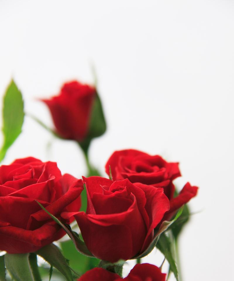 它们的花语是什么？哪些花象征爱情？