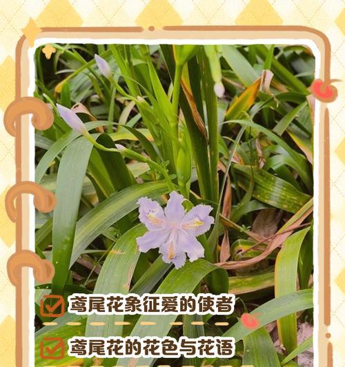 它们的花语是什么？哪些花象征爱情？