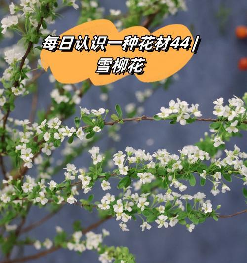 哪种花是特定含义的代表？寻找花语中的独特象征。