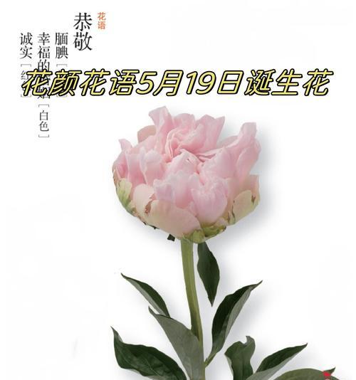 哪种花是特定含义的代表？寻找花语中的独特象征。