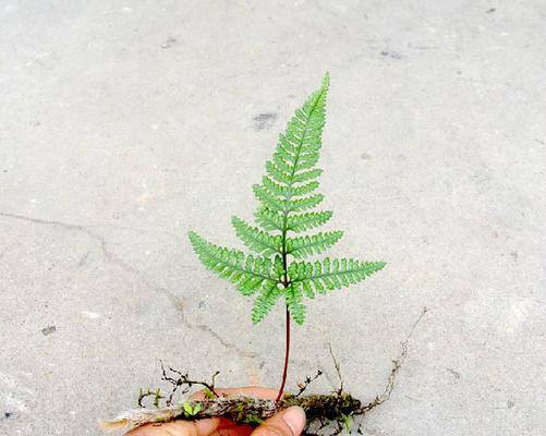 狼尾蕨花语代表什么？狼尾蕨的花语含义是什么？