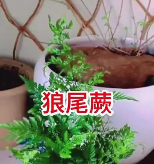 狼尾蕨花语代表什么？狼尾蕨的花语含义是什么？