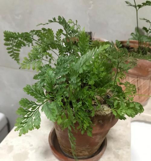狼尾蕨花语代表什么？狼尾蕨的花语含义是什么？