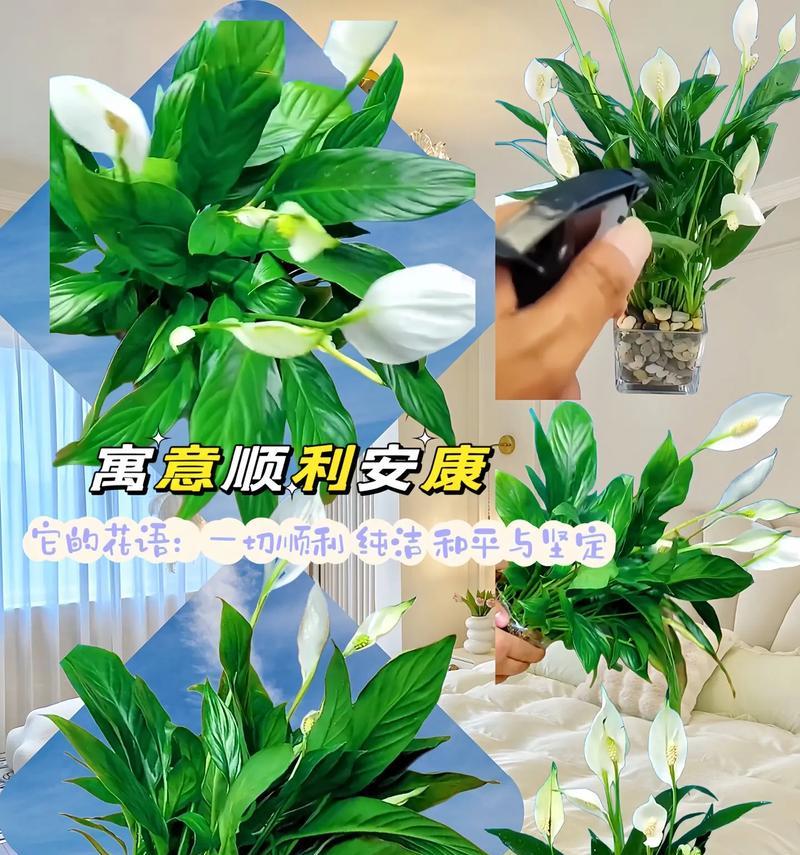 一帆风顺花语寓意是什么？传递了哪些美好祝愿？